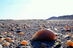 新疆都有什么地方可以捡石头、捡和田玉、金丝玉？