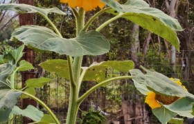 老大刚一岁多，二胎就出生了的情况下，会是什么感受？