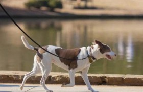 狗的命门在哪里？被大型犬追咬时，怎样做才是正确的自救方法？