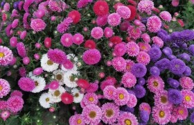 如果要长期持有一只股票，是消费类好，还是医药类好？