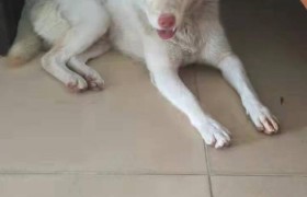 狗可以忠诚到什么程度？