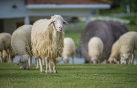 有些人把玉石放羊腿里，几年后取出来，这是为什么？