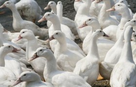 安徽的十大污染之一就是养鸭子，农村地区已经深受其害，有没有什么方法解决？