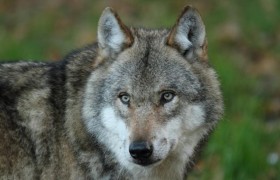 狗狗对屠夫会害怕，在野外屠夫遇到狼是否一样，狼也会怕？