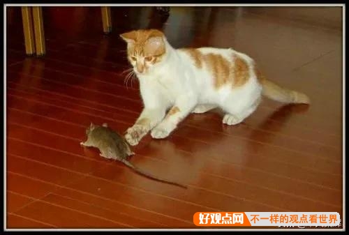 猫抓到老鼠后，不是直接吃掉，而是玩耍，为什么老鼠不敢跑呢？插图10