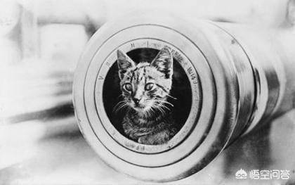 第一次世界大战中有50万只猫走上战场，这种「猫士兵」的职责是什么？插图56