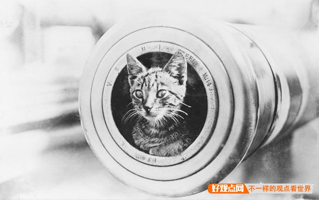 第一次世界大战中有50万只猫走上战场，这种「猫士兵」的职责是什么？插图31