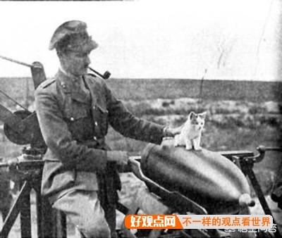 第一次世界大战中有50万只猫走上战场，这种「猫士兵」的职责是什么？插图71
