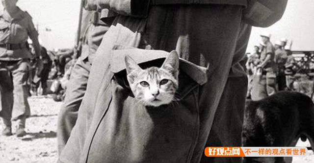 第一次世界大战中有50万只猫走上战场，这种「猫士兵」的职责是什么？插图48