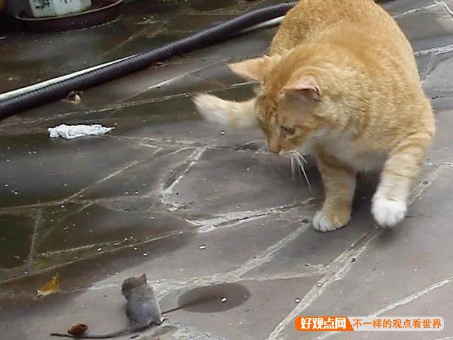 猫抓到老鼠后，不是直接吃掉，而是玩耍，为什么老鼠不敢跑呢？插图33