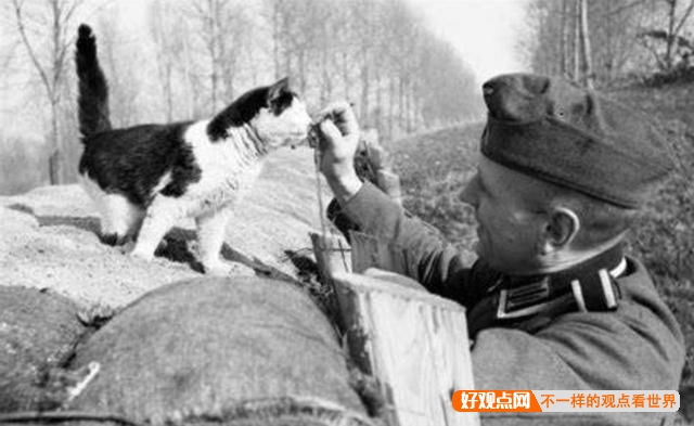 第一次世界大战中有50万只猫走上战场，这种「猫士兵」的职责是什么？插图53