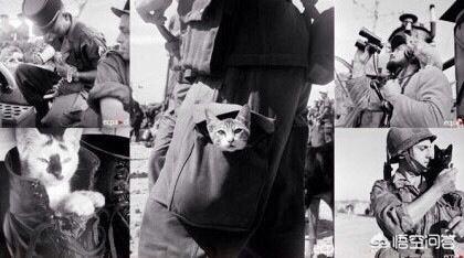 第一次世界大战中有50万只猫走上战场，这种「猫士兵」的职责是什么？插图74