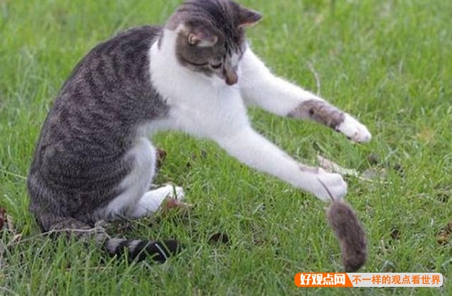 猫抓到老鼠后，不是直接吃掉，而是玩耍，为什么老鼠不敢跑呢？插图5