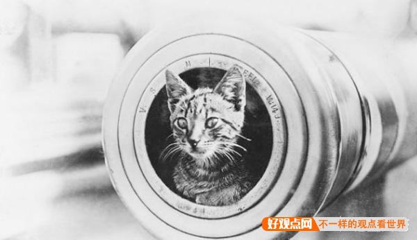 第一次世界大战中有50万只猫走上战场，这种「猫士兵」的职责是什么？插图20