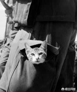 第一次世界大战中有50万只猫走上战场，这种「猫士兵」的职责是什么？插图61