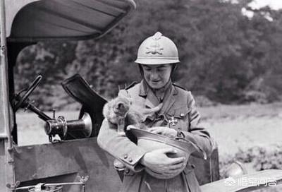 第一次世界大战中有50万只猫走上战场，这种「猫士兵」的职责是什么？插图65