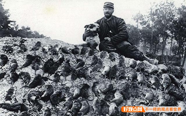 第一次世界大战中有50万只猫走上战场，这种「猫士兵」的职责是什么？插图42