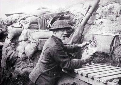 第一次世界大战中有50万只猫走上战场，这种「猫士兵」的职责是什么？插图76