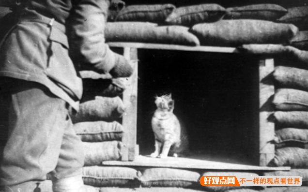 第一次世界大战中有50万只猫走上战场，这种「猫士兵」的职责是什么？插图88