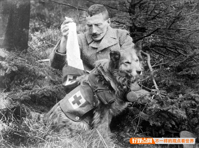 第一次世界大战中有50万只猫走上战场，这种「猫士兵」的职责是什么？插图7