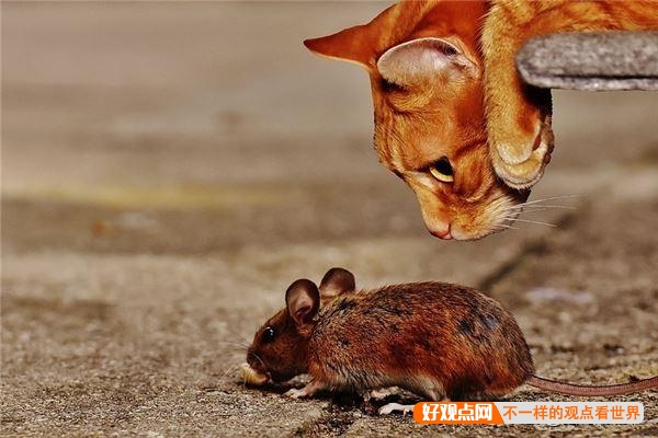 猫抓到老鼠后，不是直接吃掉，而是玩耍，为什么老鼠不敢跑呢？插图7