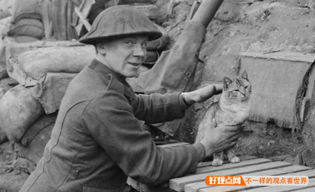 第一次世界大战中有50万只猫走上战场，这种「猫士兵」的职责是什么？插图38