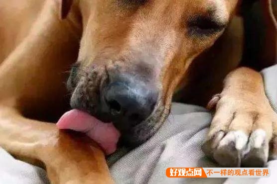 狗总是用舌头舔这舔那，为什么很少生病？插图9