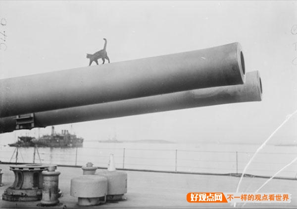 第一次世界大战中有50万只猫走上战场，这种「猫士兵」的职责是什么？插图92