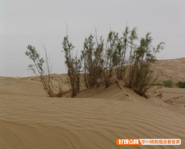 如果塔克拉玛干沙漠每年的平均降雨量再增加3000毫米，10年后会是怎样的景象？插图2