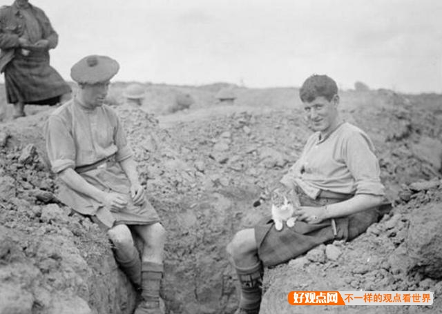 第一次世界大战中有50万只猫走上战场，这种「猫士兵」的职责是什么？插图4
