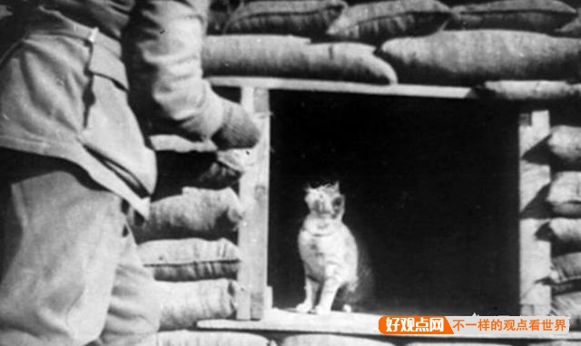 第一次世界大战中有50万只猫走上战场，这种「猫士兵」的职责是什么？插图3