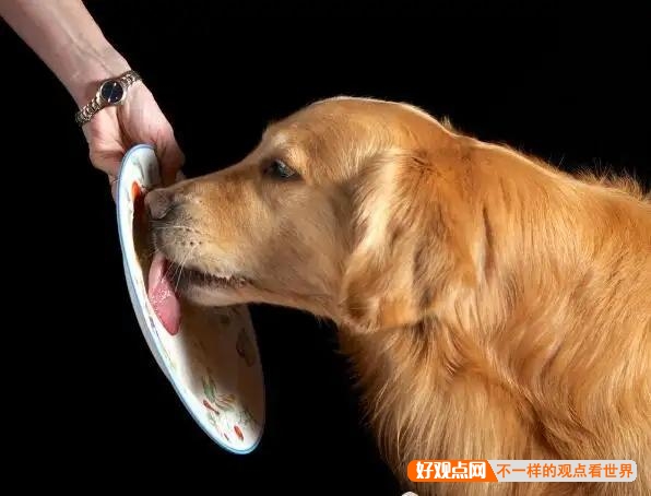 狗总是用舌头舔这舔那，为什么很少生病？插图10