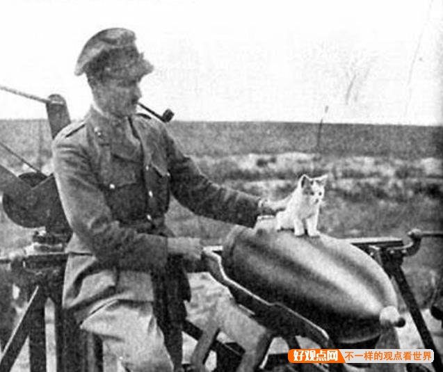第一次世界大战中有50万只猫走上战场，这种「猫士兵」的职责是什么？插图44