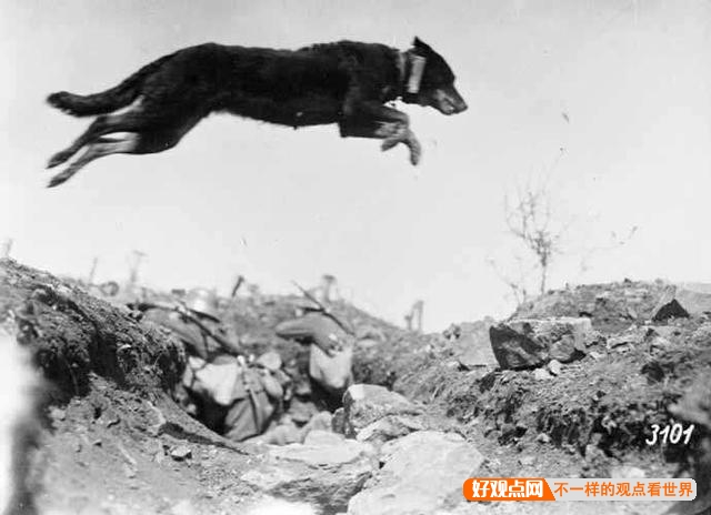 第一次世界大战中有50万只猫走上战场，这种「猫士兵」的职责是什么？插图50