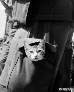第一次世界大战中有50万只猫走上战场，这种「猫士兵」的职责是什么？插图34