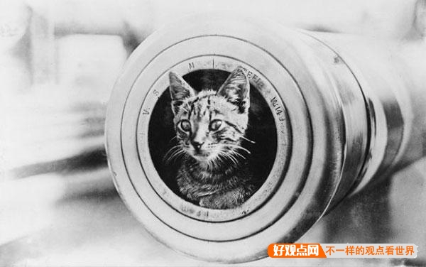 第一次世界大战中有50万只猫走上战场，这种「猫士兵」的职责是什么？插图91