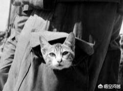 第一次世界大战中有50万只猫走上战场，这种「猫士兵」的职责是什么？插图21