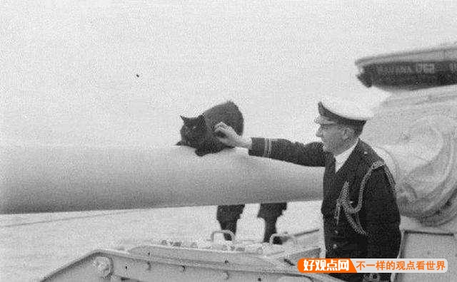第一次世界大战中有50万只猫走上战场，这种「猫士兵」的职责是什么？插图47